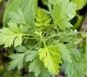 Extract of medicinal plant Artemisia annua interferes with replication of SARS-CoV-2 in vitro