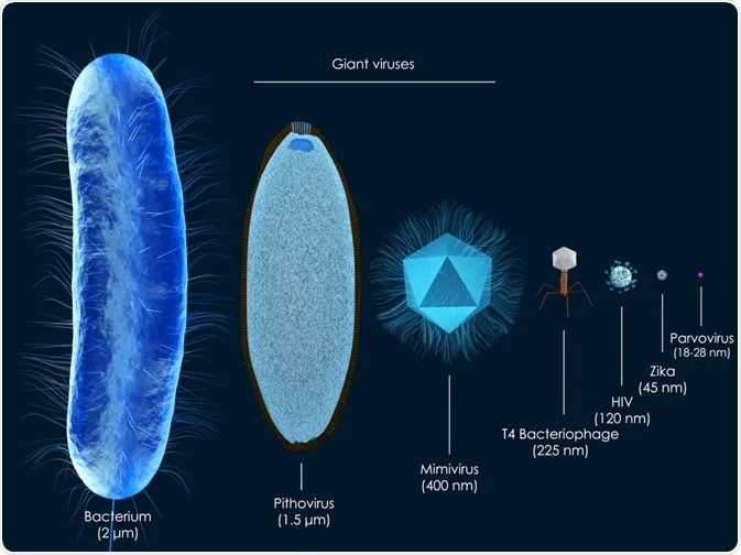 Varying Virus Sizes